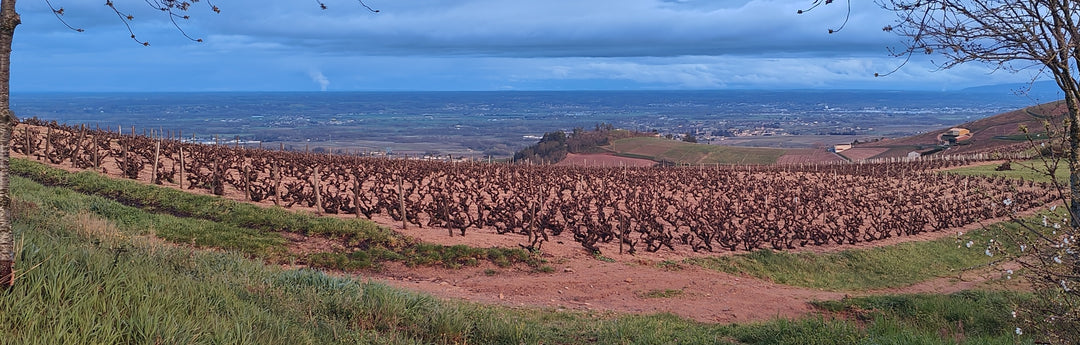 Beaujolais Surprise